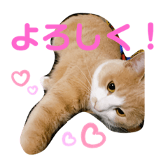 [LINEスタンプ] 3匹のハチワレ猫ちゃん