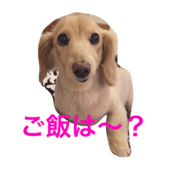 [LINEスタンプ] doggiessssssss