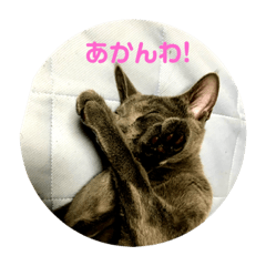 [LINEスタンプ] aokoのスタンプ