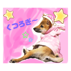 [LINEスタンプ] 柴犬はっちゃんその1