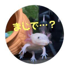 [LINEスタンプ] ぴぴぽぽカウ