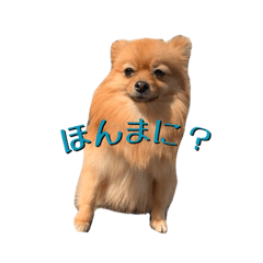 [LINEスタンプ] おさんぽ大好きポメラニアン
