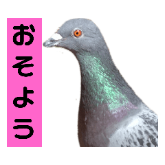 [LINEスタンプ] 鳩さんだらけ8