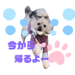 [LINEスタンプ] トイプードルのゆずとすずめ2