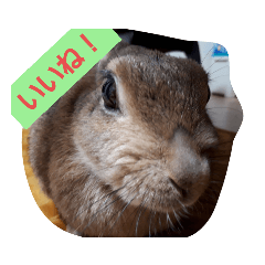 [LINEスタンプ] うさぎ24