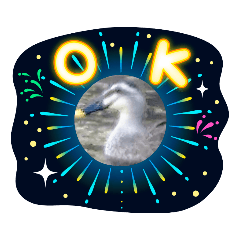 [LINEスタンプ] 日常で使える鳥スタンプ