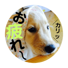 [LINEスタンプ] ゴールデンのまろちゃん2