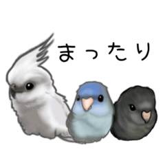 [LINEスタンプ] サザナミインコ とオカメインコ の日常