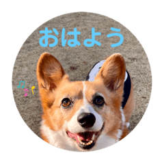 [LINEスタンプ] コーギーゆずスタンプ④