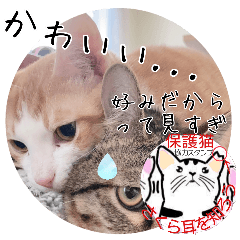 [LINEスタンプ] 保護猫いけにゃん義兄弟！よく使う言葉40個