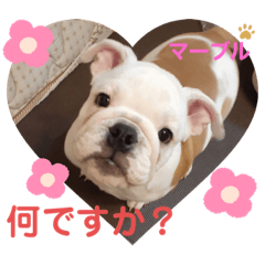 [LINEスタンプ] ブルドッグ のマーブルちゃん