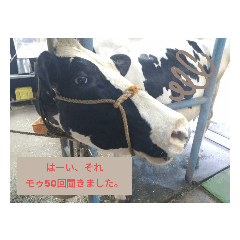 [LINEスタンプ] 代弁どうぶつ。