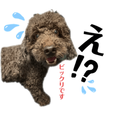 [LINEスタンプ] プードルさんのスタンプ