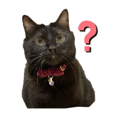 [LINEスタンプ] ともさんちのねこ達