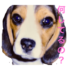 [LINEスタンプ] ビーグル犬 クルコ