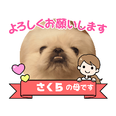 [LINEスタンプ] ペキニーズのさくらと申します♪