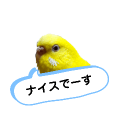 [LINEスタンプ] 我が家のセキセイインコのスタンプ2
