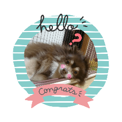 [LINEスタンプ] うちのさだはる①