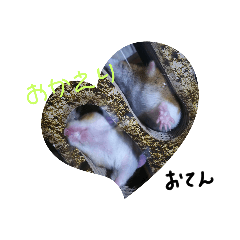 [LINEスタンプ] みんなみんなはむはむ？