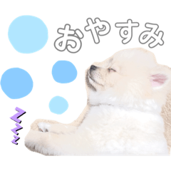[LINEスタンプ] ポメラニアンちゃみくんの挨拶
