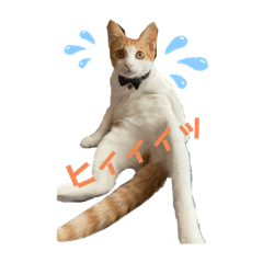 [LINEスタンプ] ななニャンすたんぷ①