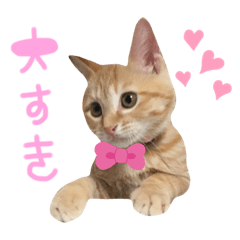[LINEスタンプ] 茶トラ猫のラスカル