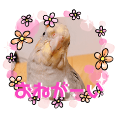 [LINEスタンプ] インコたちの楽しいスタンプ