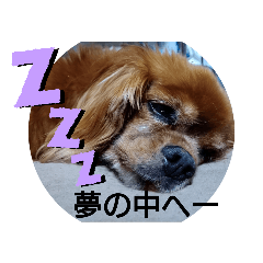 [LINEスタンプ] キャバリアkyabaria