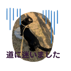 [LINEスタンプ] 感情的な猫