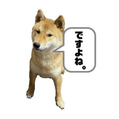 [LINEスタンプ] 柴犬れんまと仲間たち！