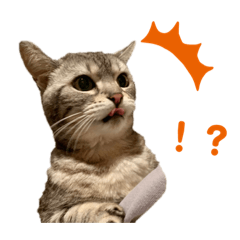 [LINEスタンプ] ぽっちゃりネコのふぅーちゃん