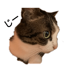 [LINEスタンプ] にゃんにゃんすたんぷabc