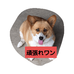 [LINEスタンプ] 犬ティミィー