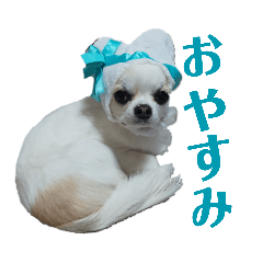[LINEスタンプ] チワワのコレット【おやすみ編】