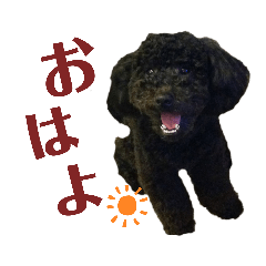 [LINEスタンプ] プードルのコナン君