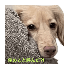 [LINEスタンプ] カニンヘンダックス1