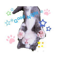 [LINEスタンプ] 小福です♥