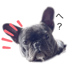 [LINEスタンプ] フレンチブルドッグ おはぎ3