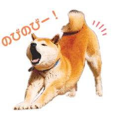 [LINEスタンプ] 柴犬だいさんのスタンプ