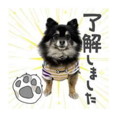 [LINEスタンプ] ポメチワ ブラックタン キジトラ 犬猫