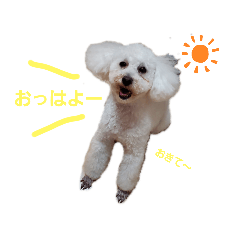 [LINEスタンプ] プードルとちわわの仲良しスタンプ