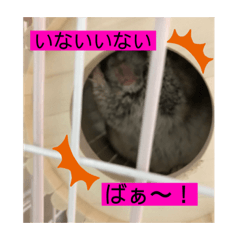 [LINEスタンプ] チンチラのらぶり❤︎第2弾❤︎
