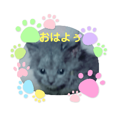 [LINEスタンプ] 猫で日常のフレーズ。