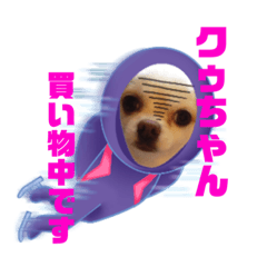 [LINEスタンプ] チワワのクゥちゃん1