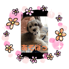 [LINEスタンプ] マルックスのセダくん