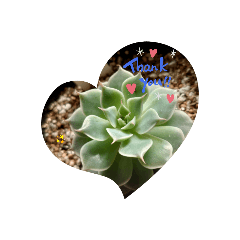 [LINEスタンプ] 多肉植物とお花の大人キュートなスタンプ