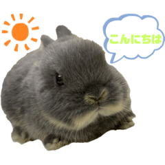 [LINEスタンプ] うさぎのもこちゃんᕱ⑅ᕱ♥