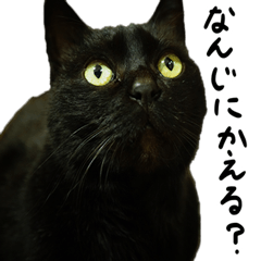 [LINEスタンプ] やじまくろの連絡網