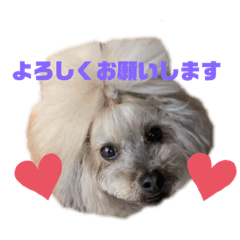 [LINEスタンプ] トイプードルのゆずとすずめ3
