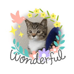 [LINEスタンプ] my loving family cat